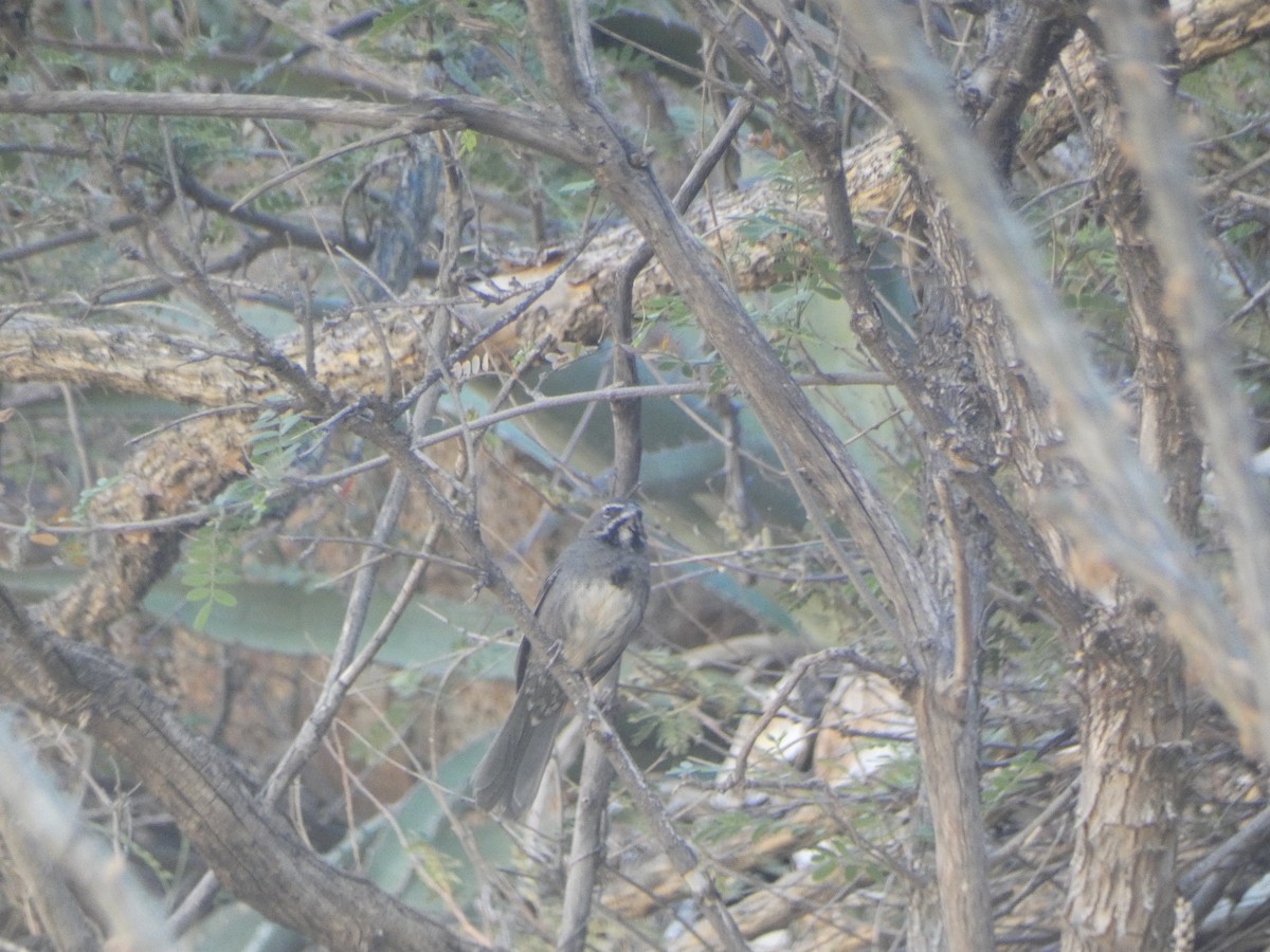 Five-striped Sparrow - ML620118102