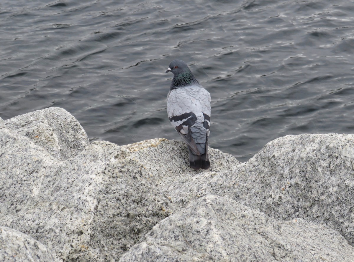 Rock Pigeon (Feral Pigeon) - ML620118111