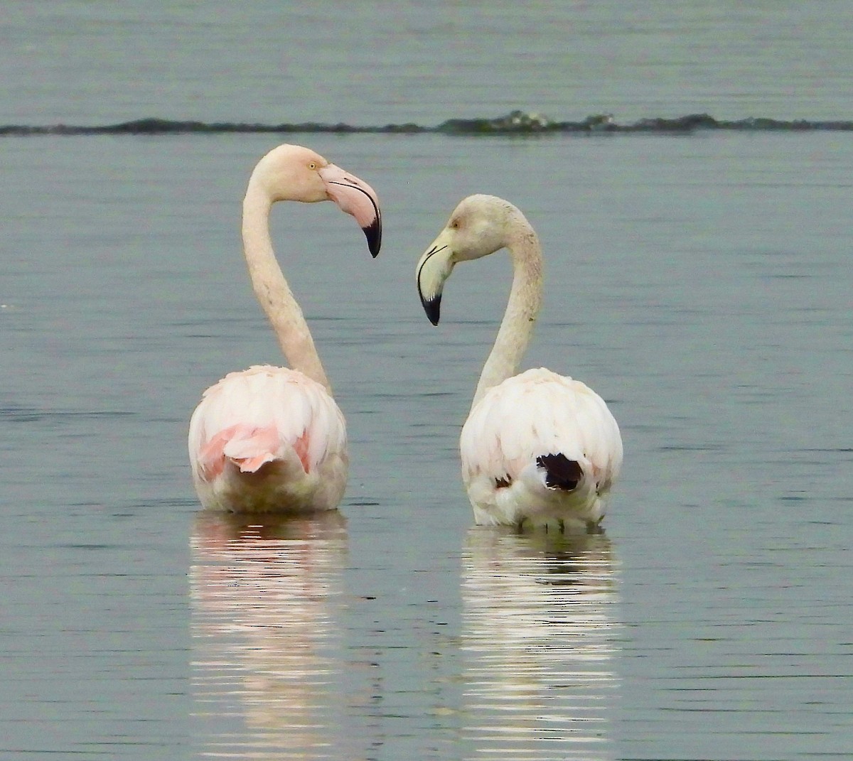 Greater Flamingo - ML620118119