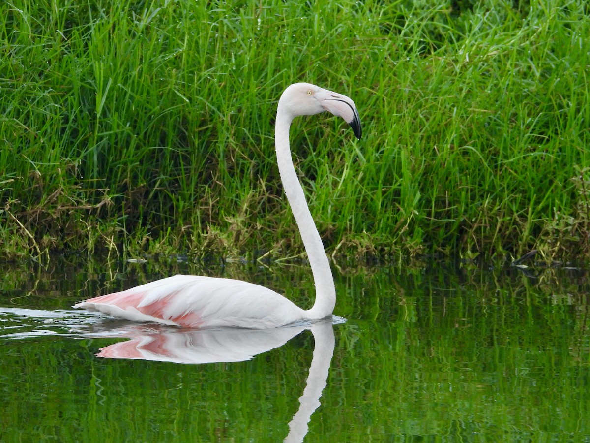 Greater Flamingo - ML620118124