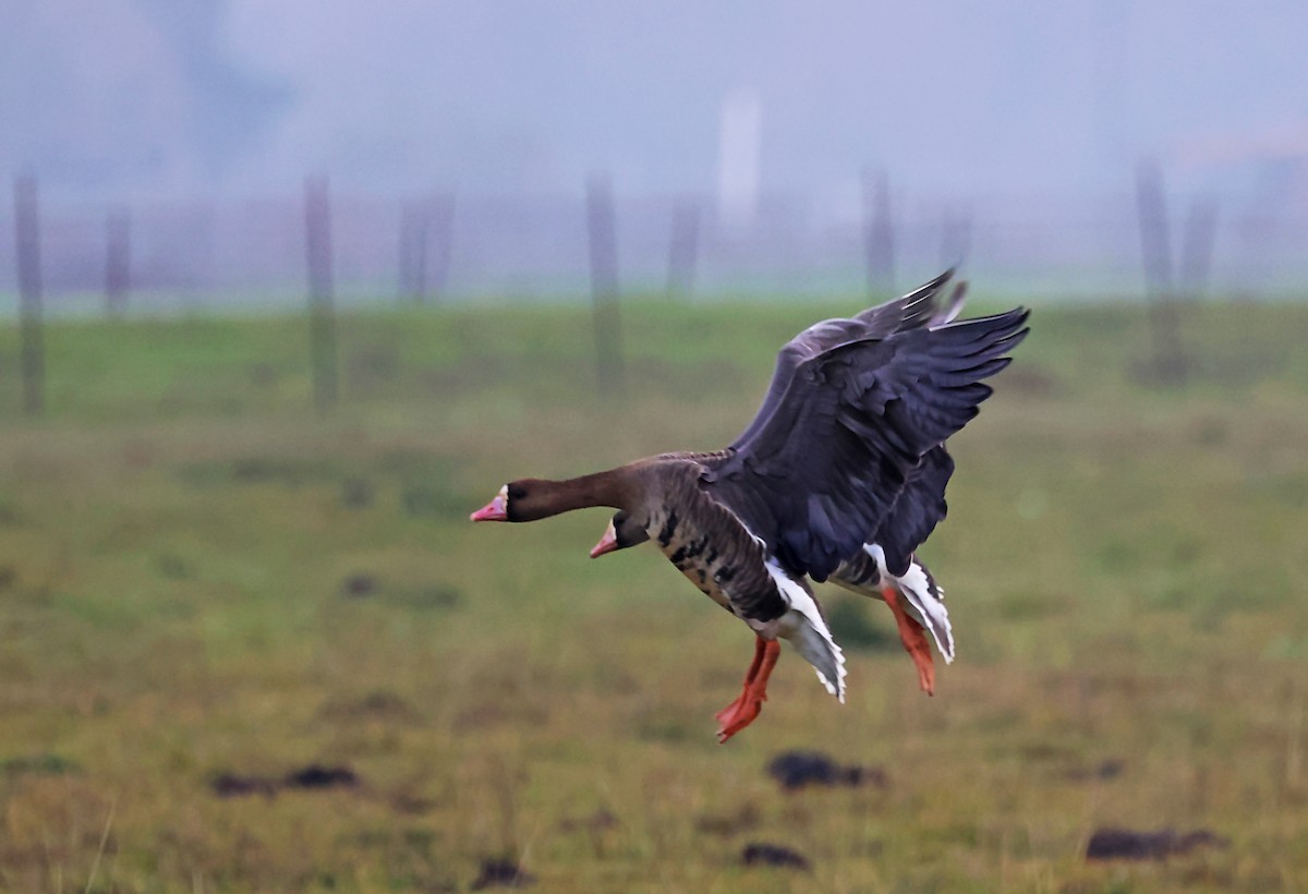 Greater White-fronted Goose - ML620118129