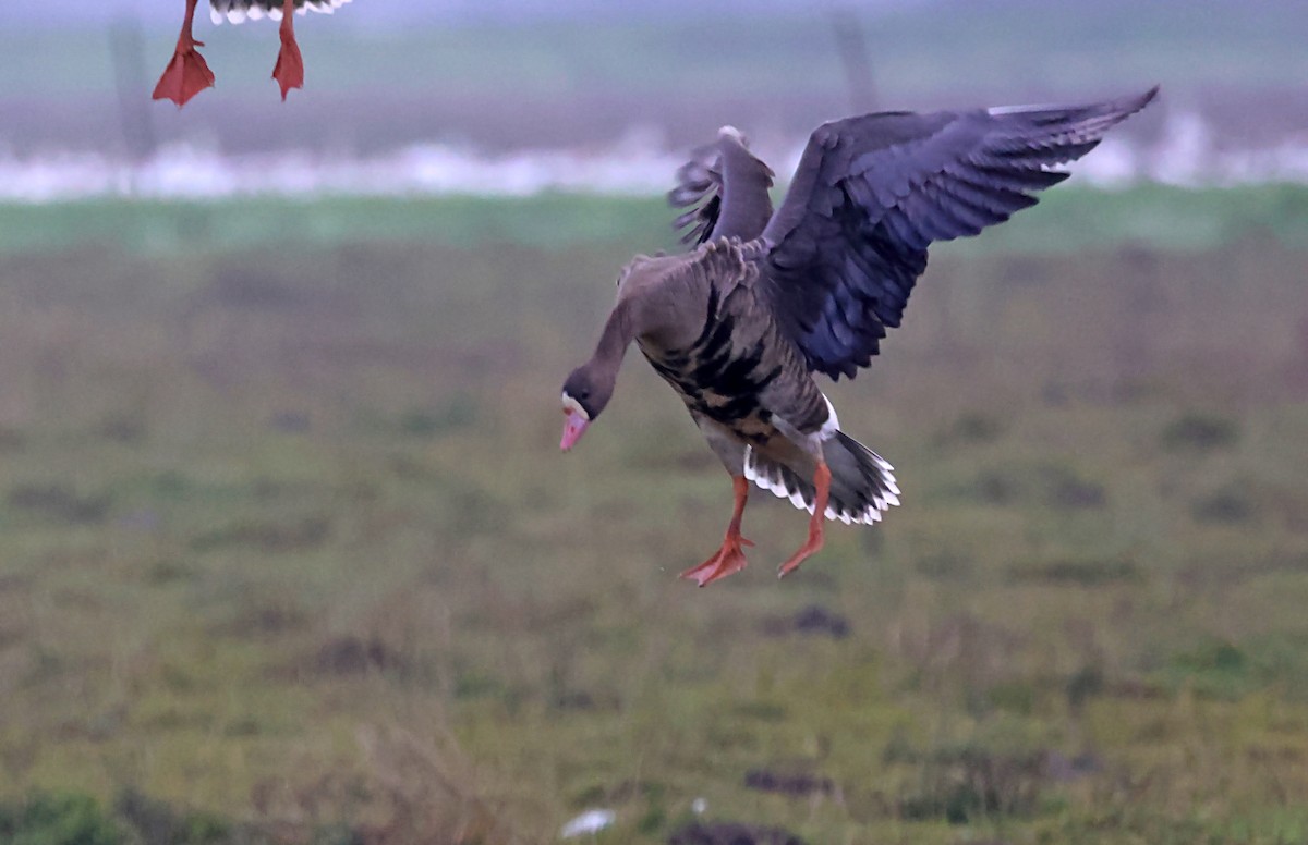 Greater White-fronted Goose - ML620118156