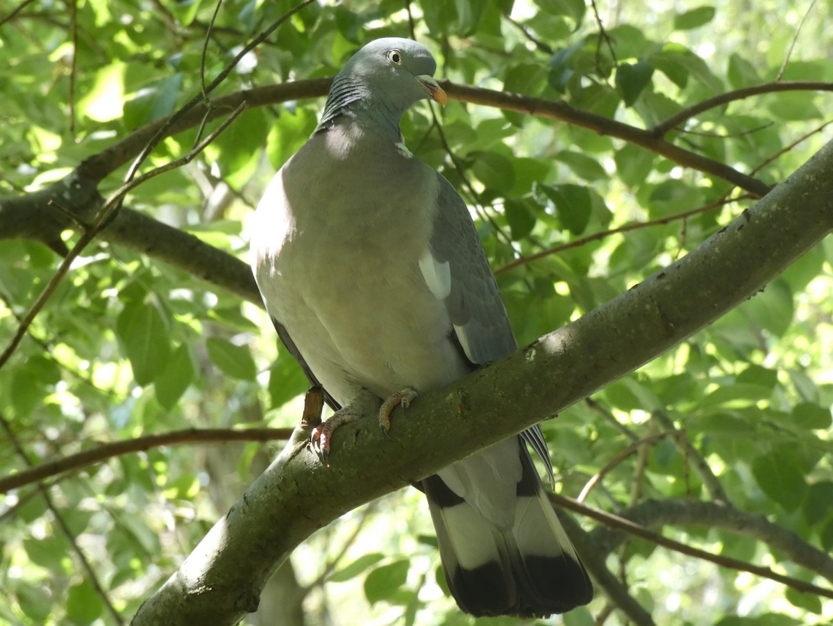 Common Wood-Pigeon - ML620118161