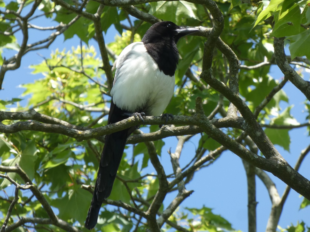 Eurasian Magpie - ML620118163