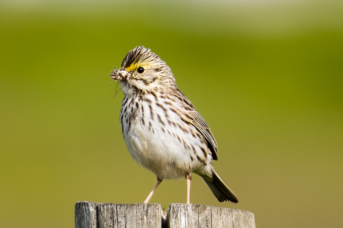 Savannah Sparrow - ML620118164