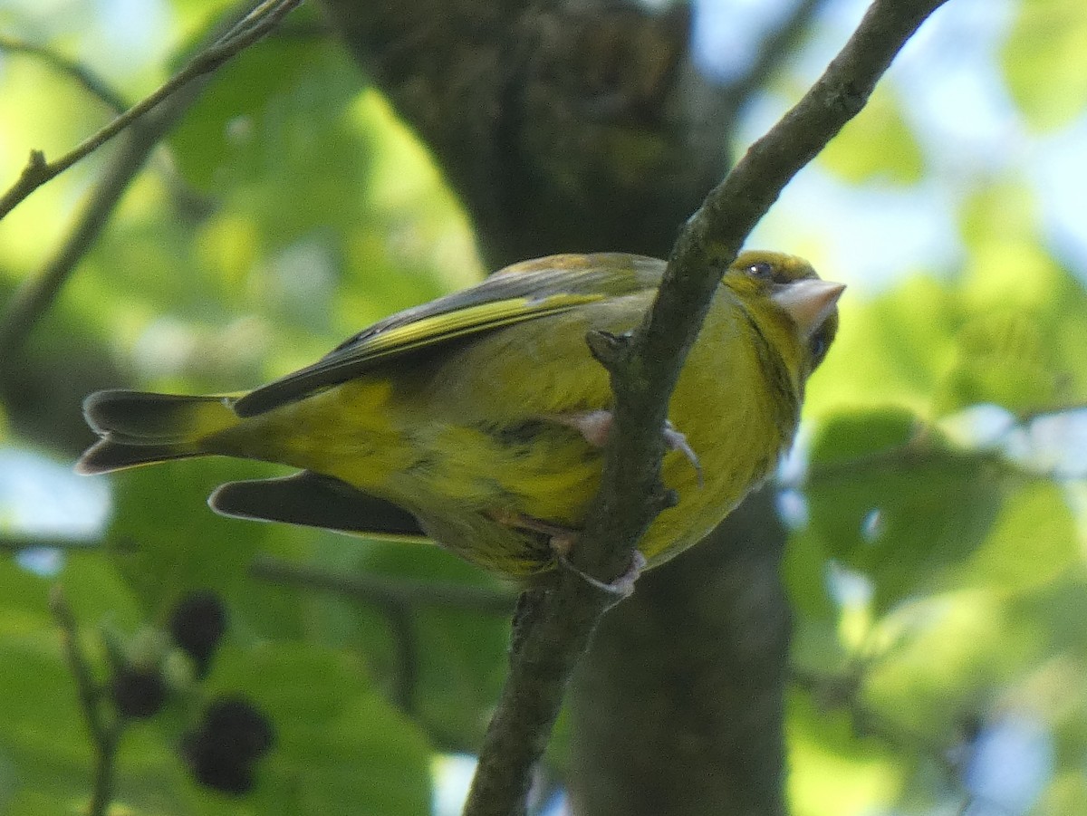 European Greenfinch - ML620118165