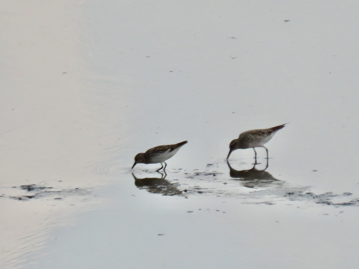 Semipalmated Sandpiper - ML620118168