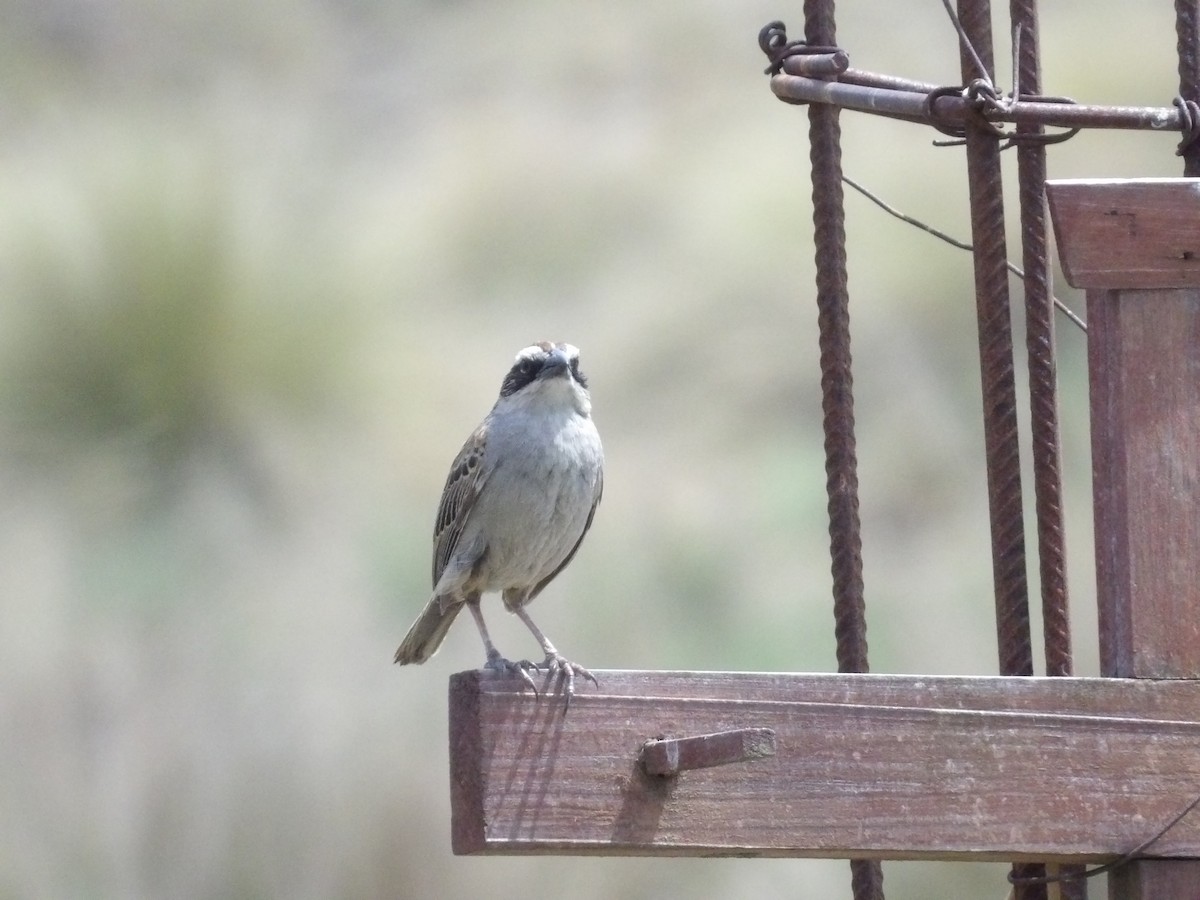 Striped Sparrow - ML620118169