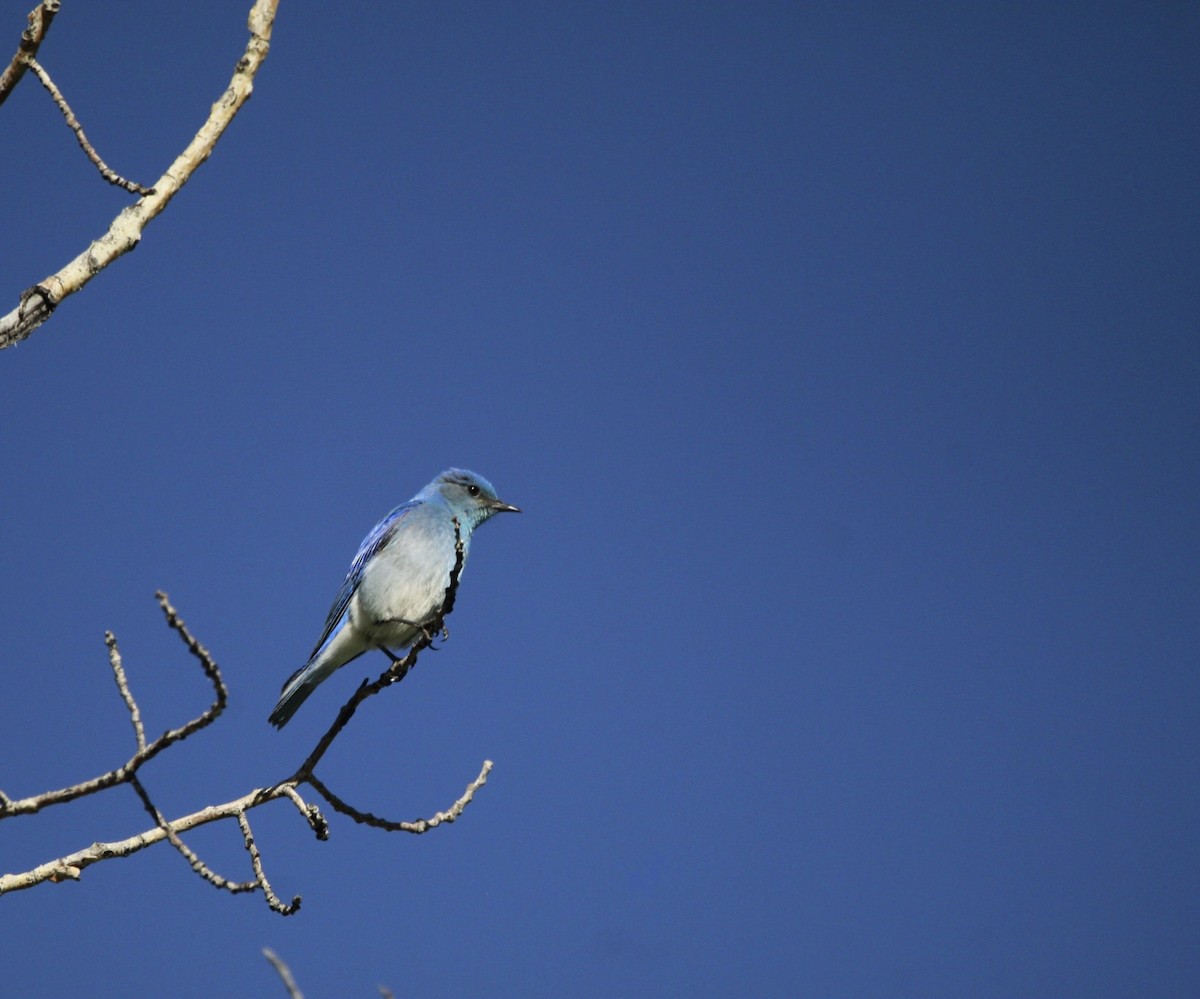 Mountain Bluebird - ML620118172
