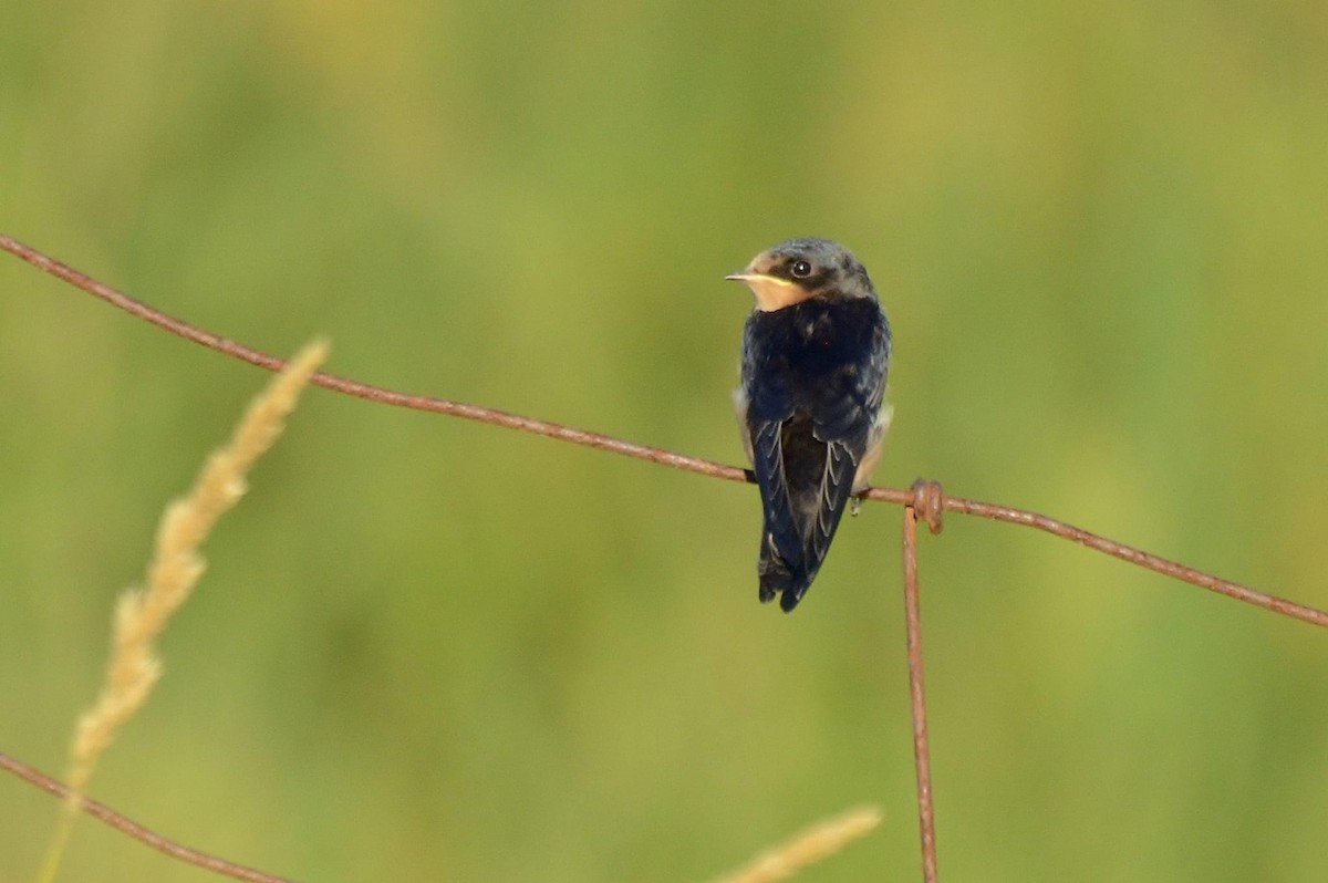 Barn Swallow - ML620118176