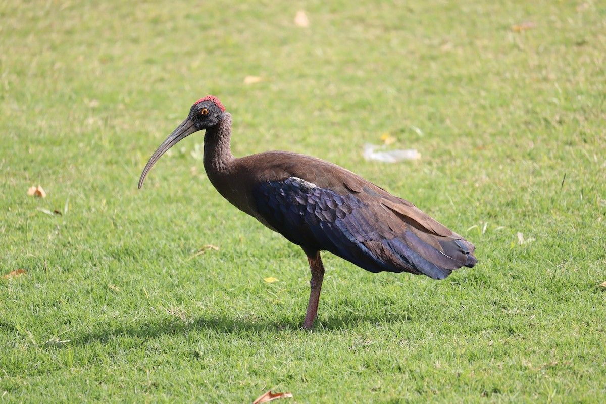 ibis bradavičnatý - ML620118182