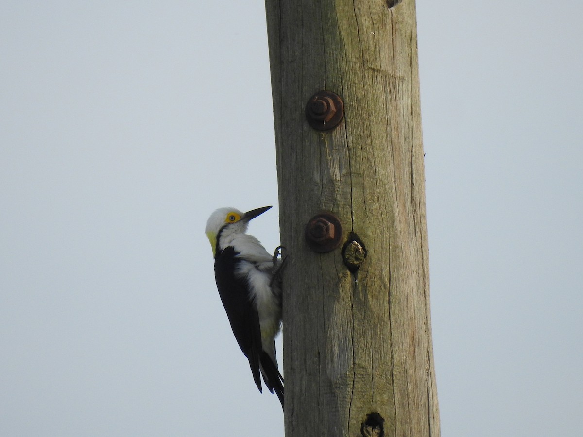 White Woodpecker - ML620118184