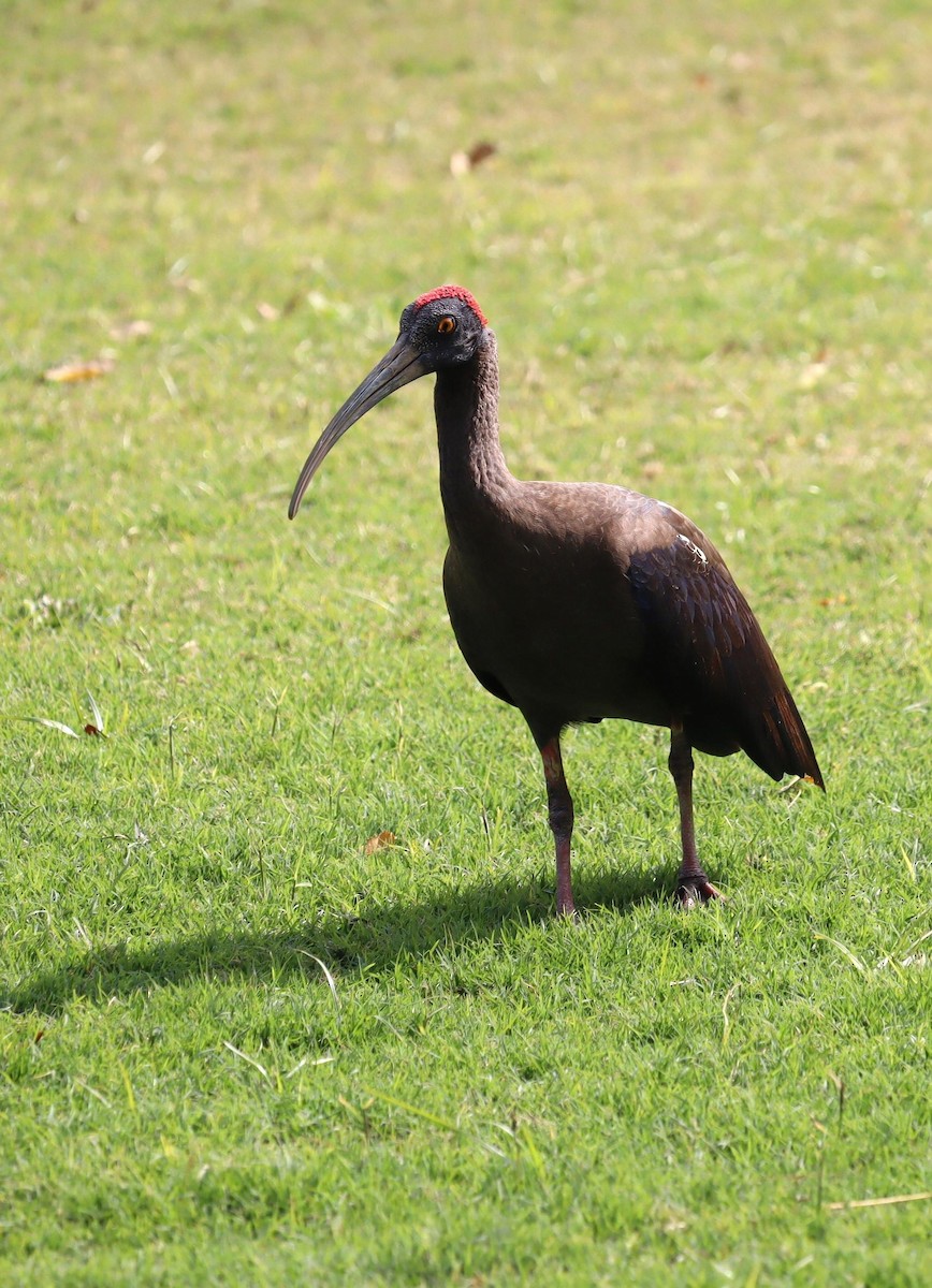 ibis bradavičnatý - ML620118189