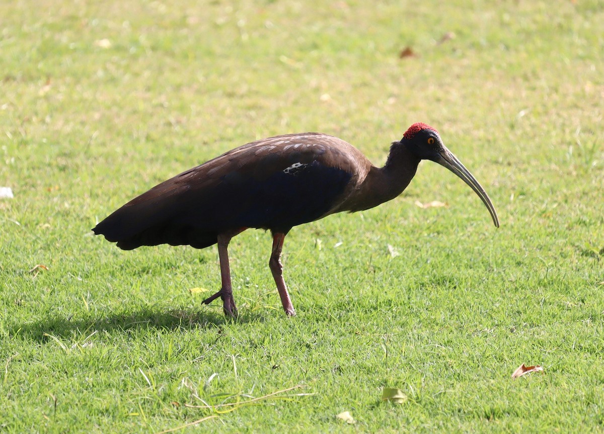 ibis bradavičnatý - ML620118190
