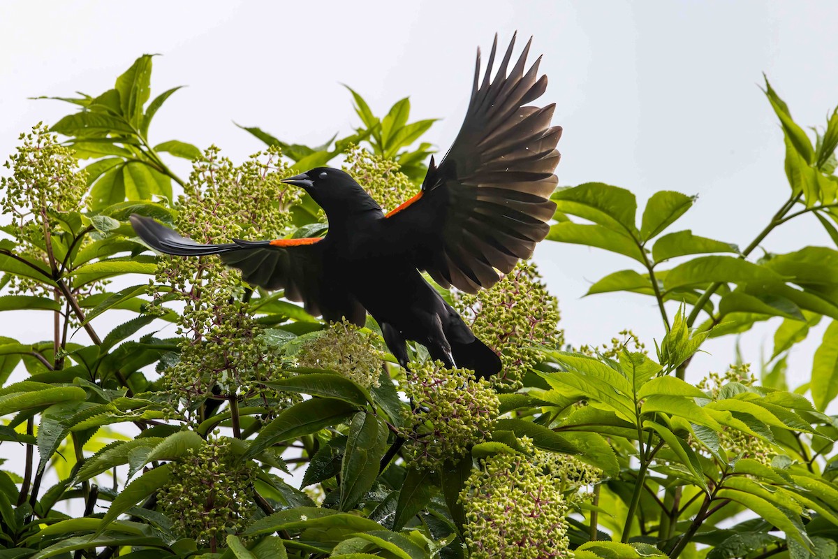Red-winged Blackbird - ML620118208