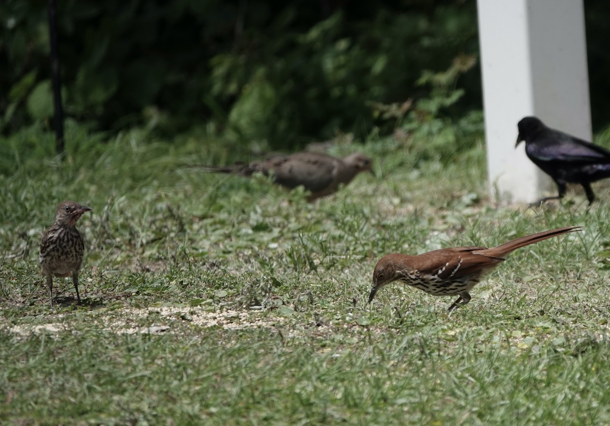 Brown Thrasher - ML620118212