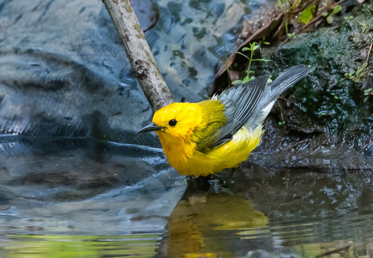 Prothonotary Warbler - ML620118215