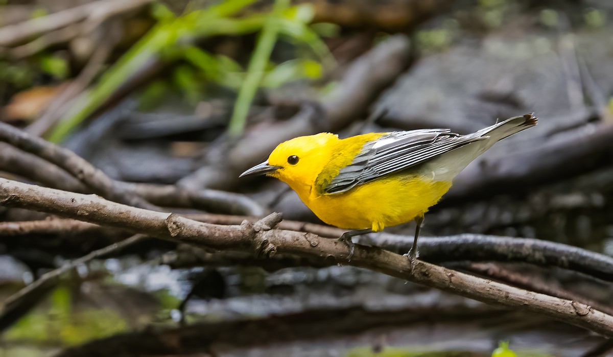 Prothonotary Warbler - ML620118216
