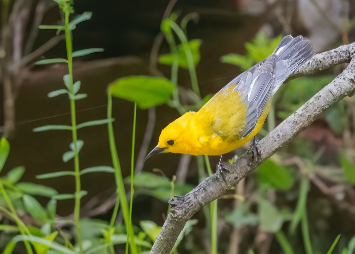 Prothonotary Warbler - ML620118217