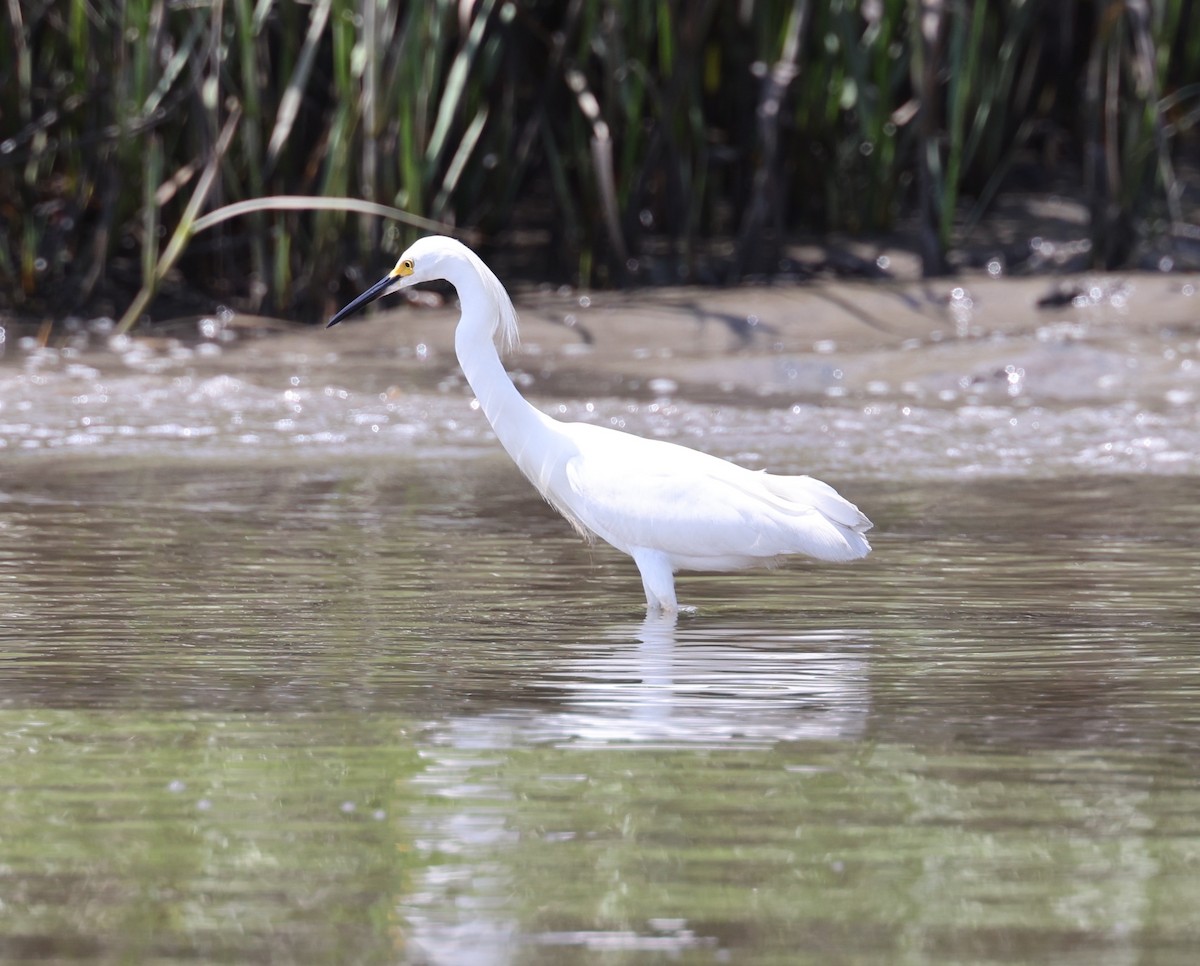 Snowy Egret - ML620118223