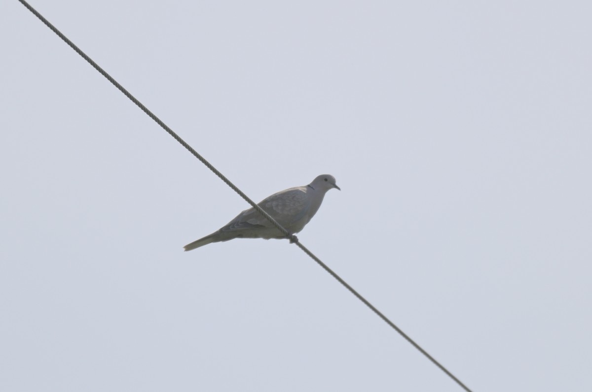 Eurasian Collared-Dove - ML620118224