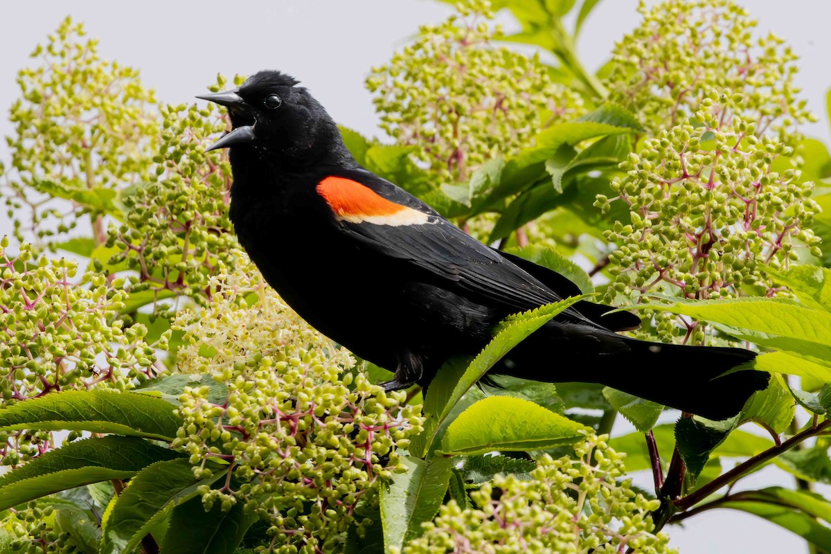 Red-winged Blackbird - ML620118226