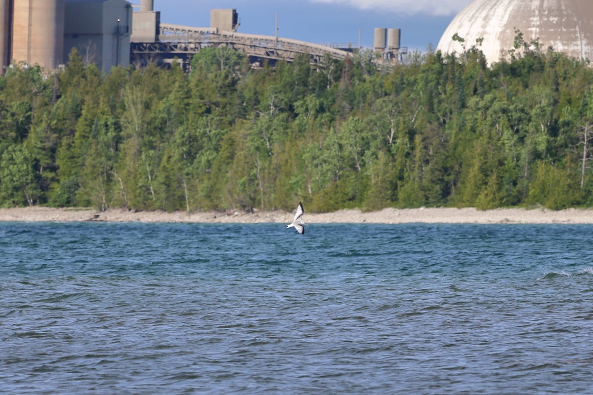 Black-legged Kittiwake - ML620118237