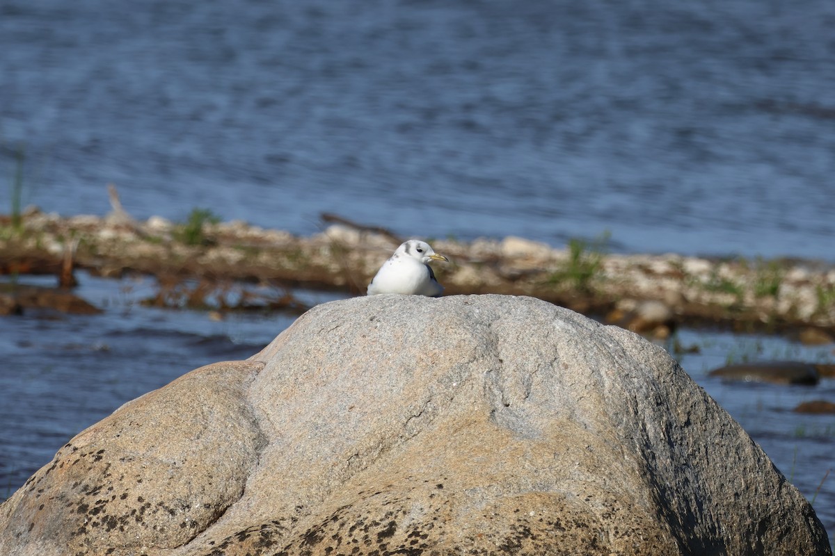 Black-legged Kittiwake - ML620118238