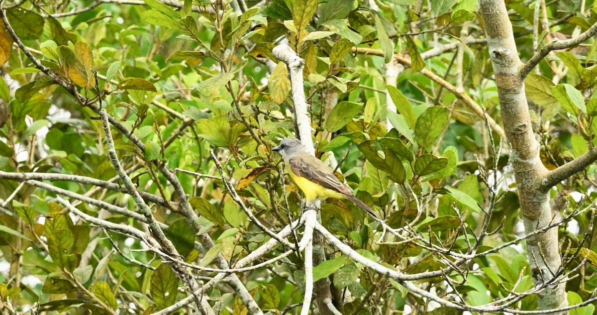 Tropical Kingbird - ML620118252