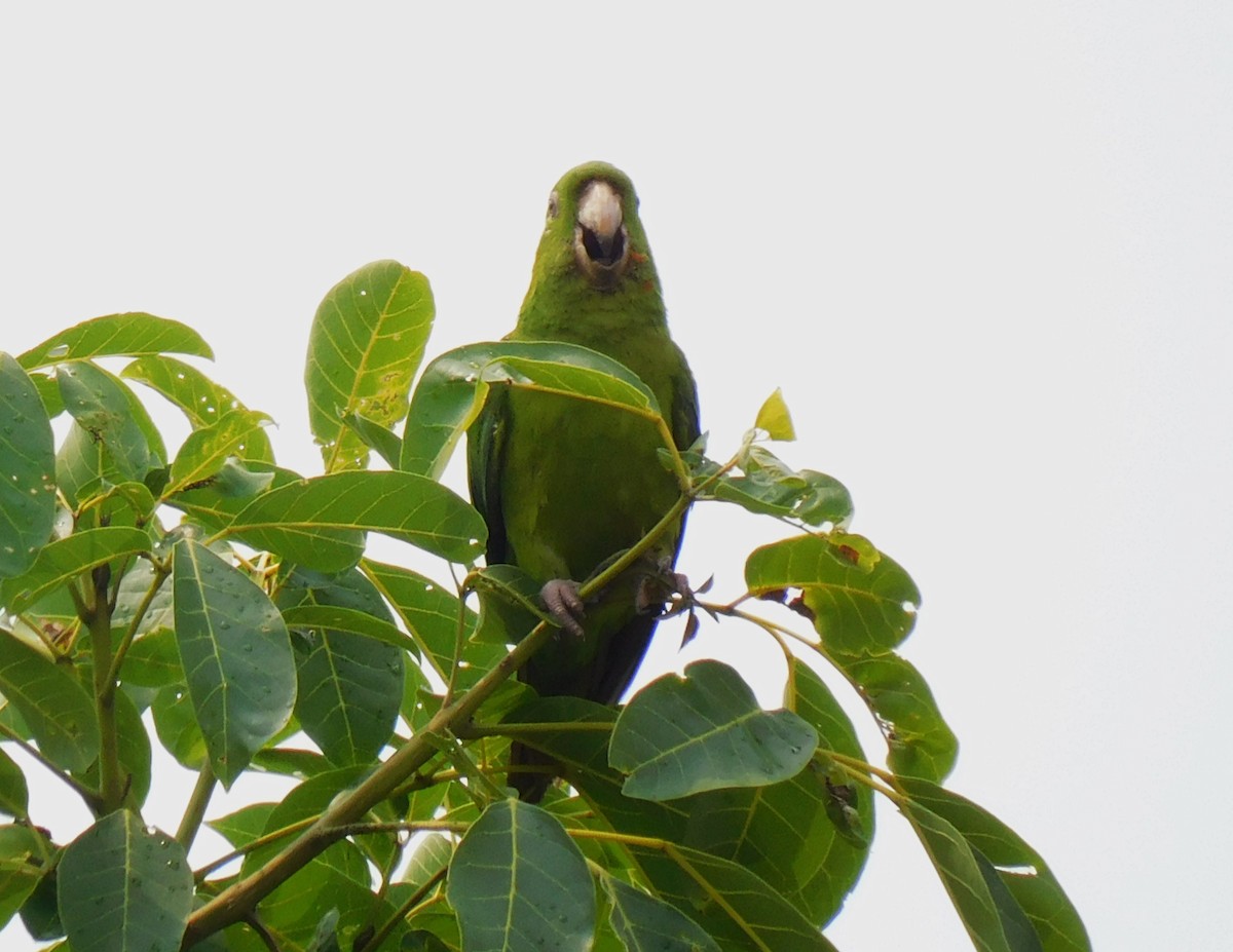 Pacific Parakeet - ML620118253