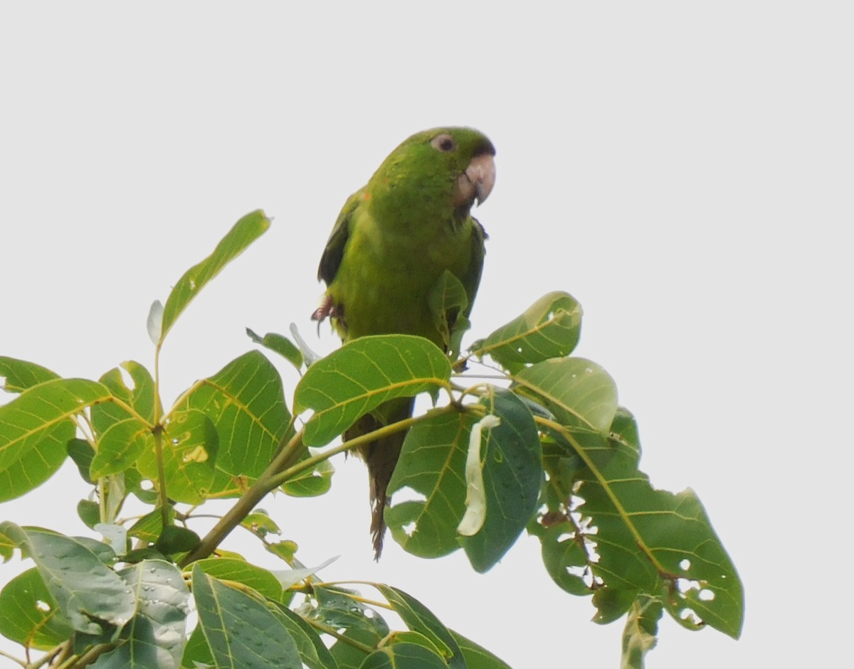 Pacific Parakeet - ML620118254