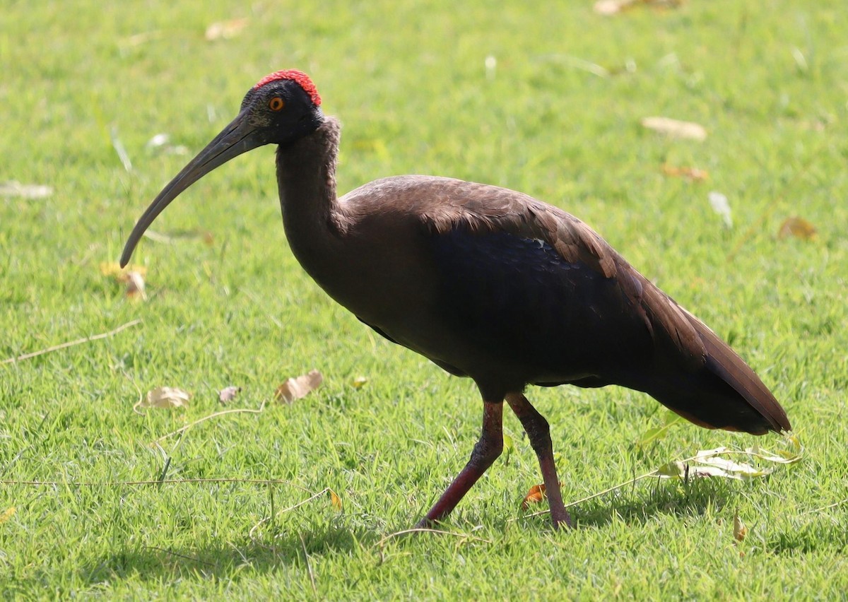 ibis bradavičnatý - ML620118258