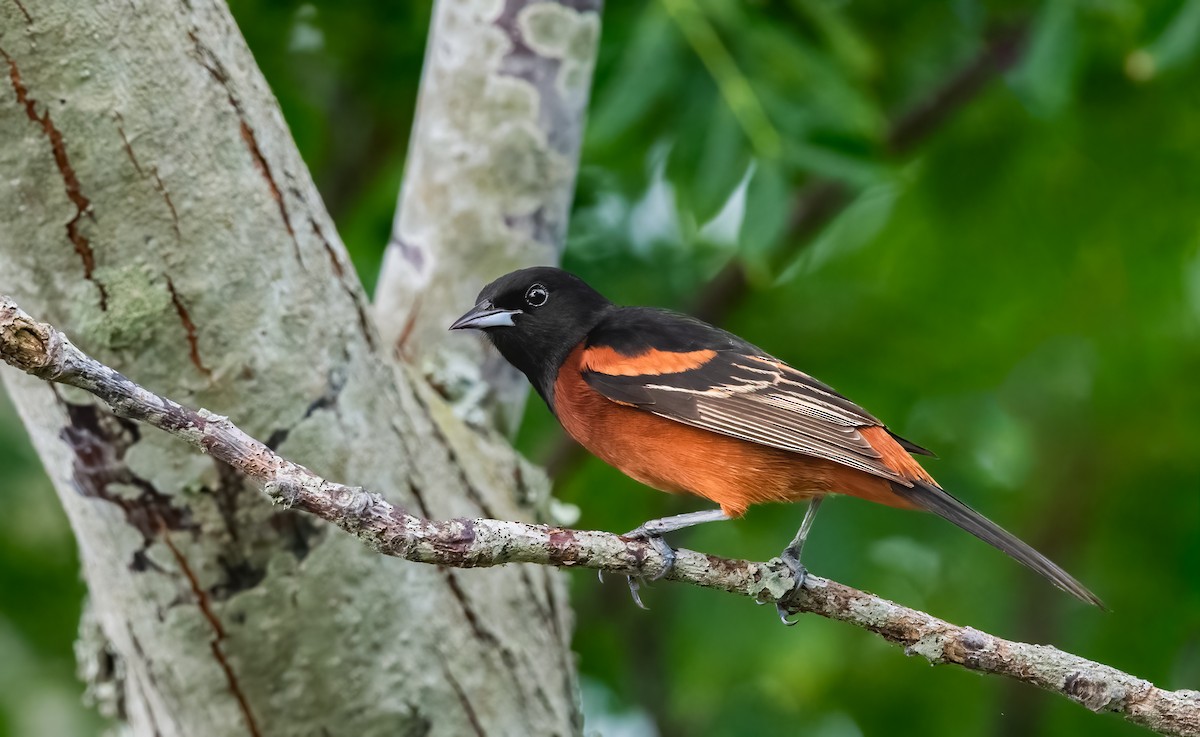 Orchard Oriole - ML620118268