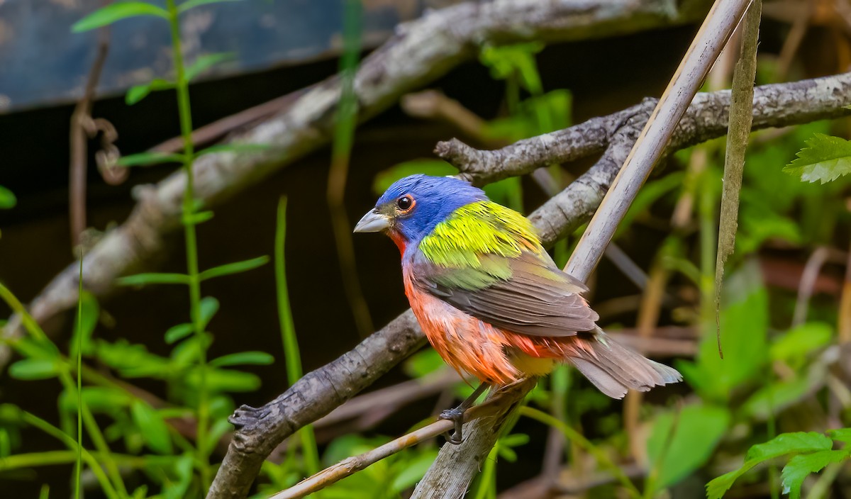 Painted Bunting - ML620118280