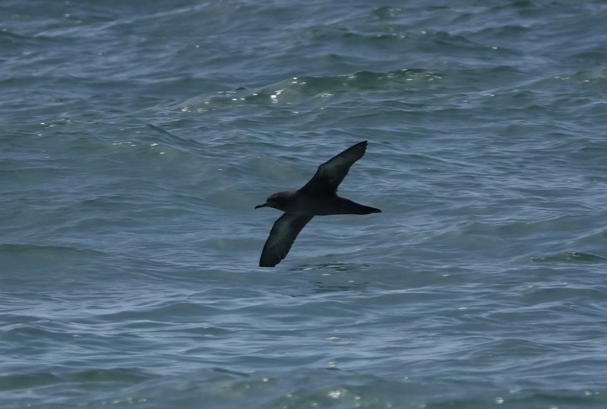 Sooty Shearwater - ML620118288