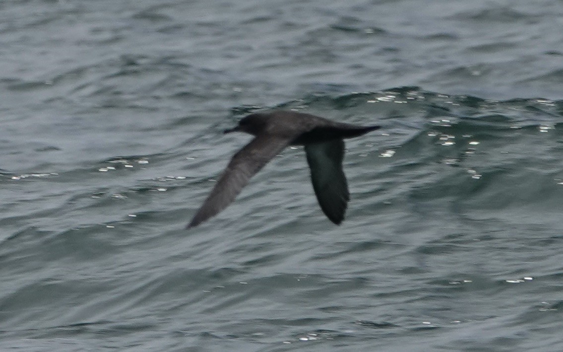 Sooty Shearwater - ML620118289