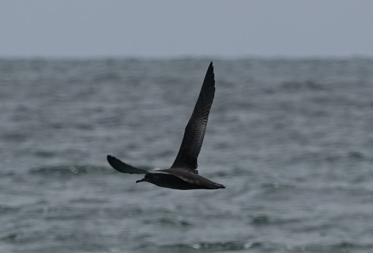 Sooty Shearwater - ML620118290