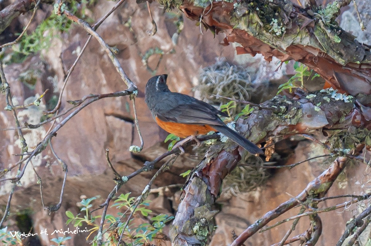 Rufous-bellied Mountain Tanager - ML620118291