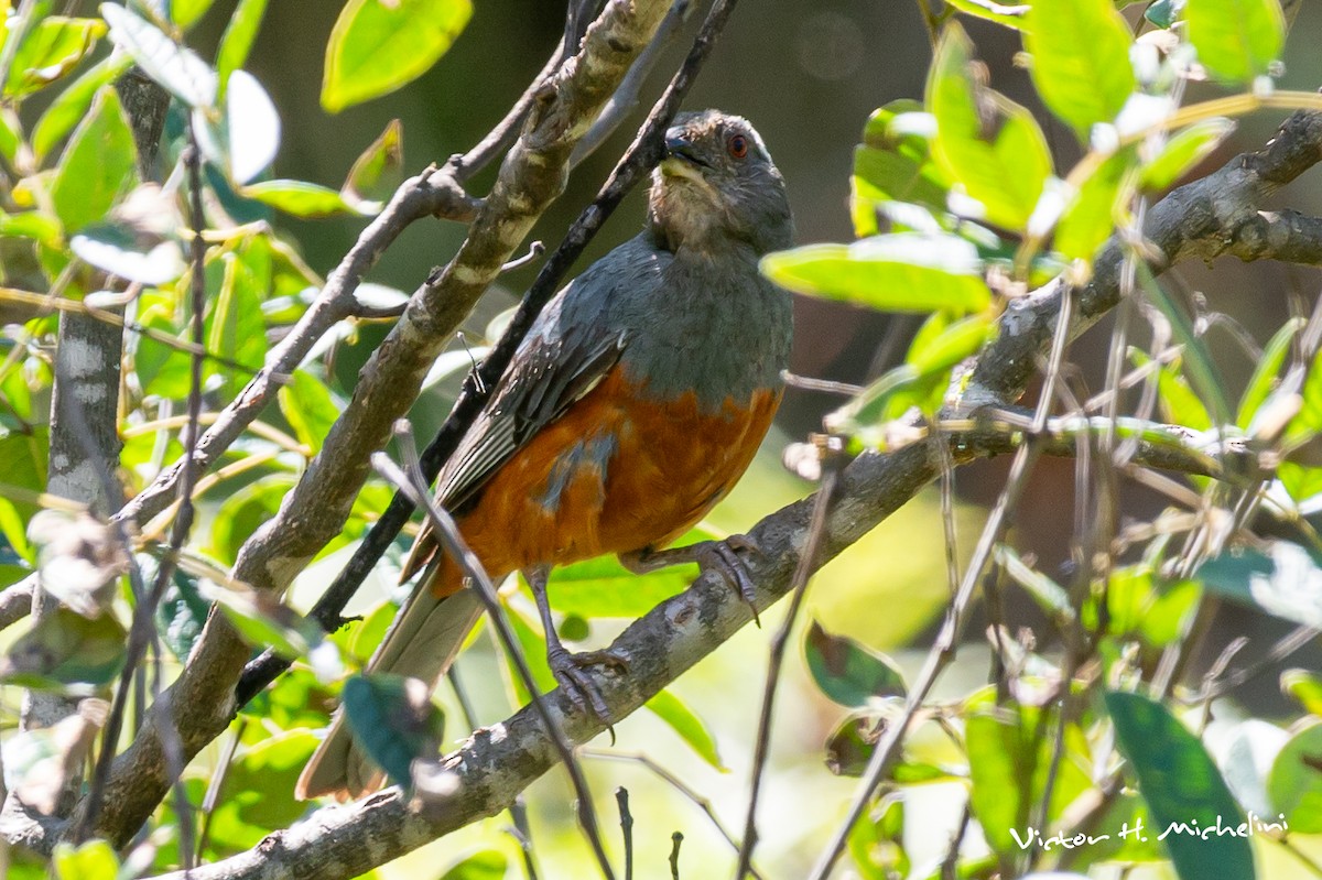 Rufous-bellied Mountain Tanager - ML620118292