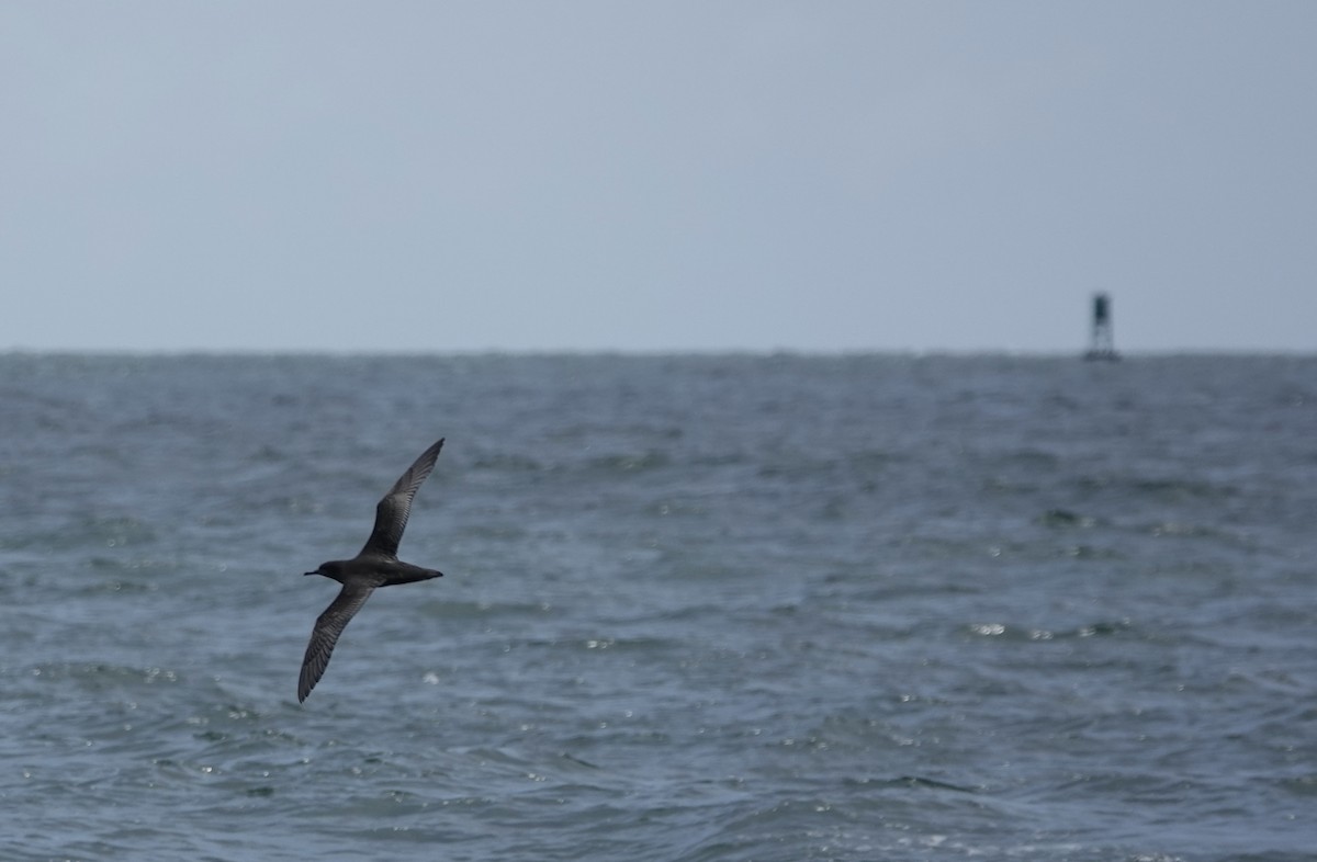 Sooty Shearwater - ML620118297