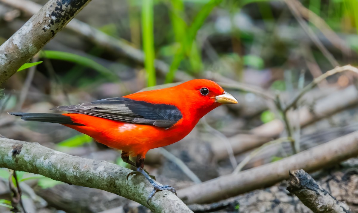 Scarlet Tanager - ML620118299