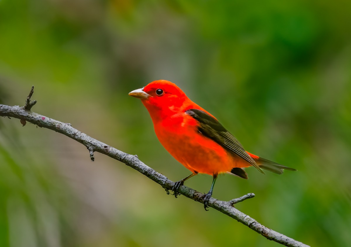 Scarlet Tanager - ML620118300