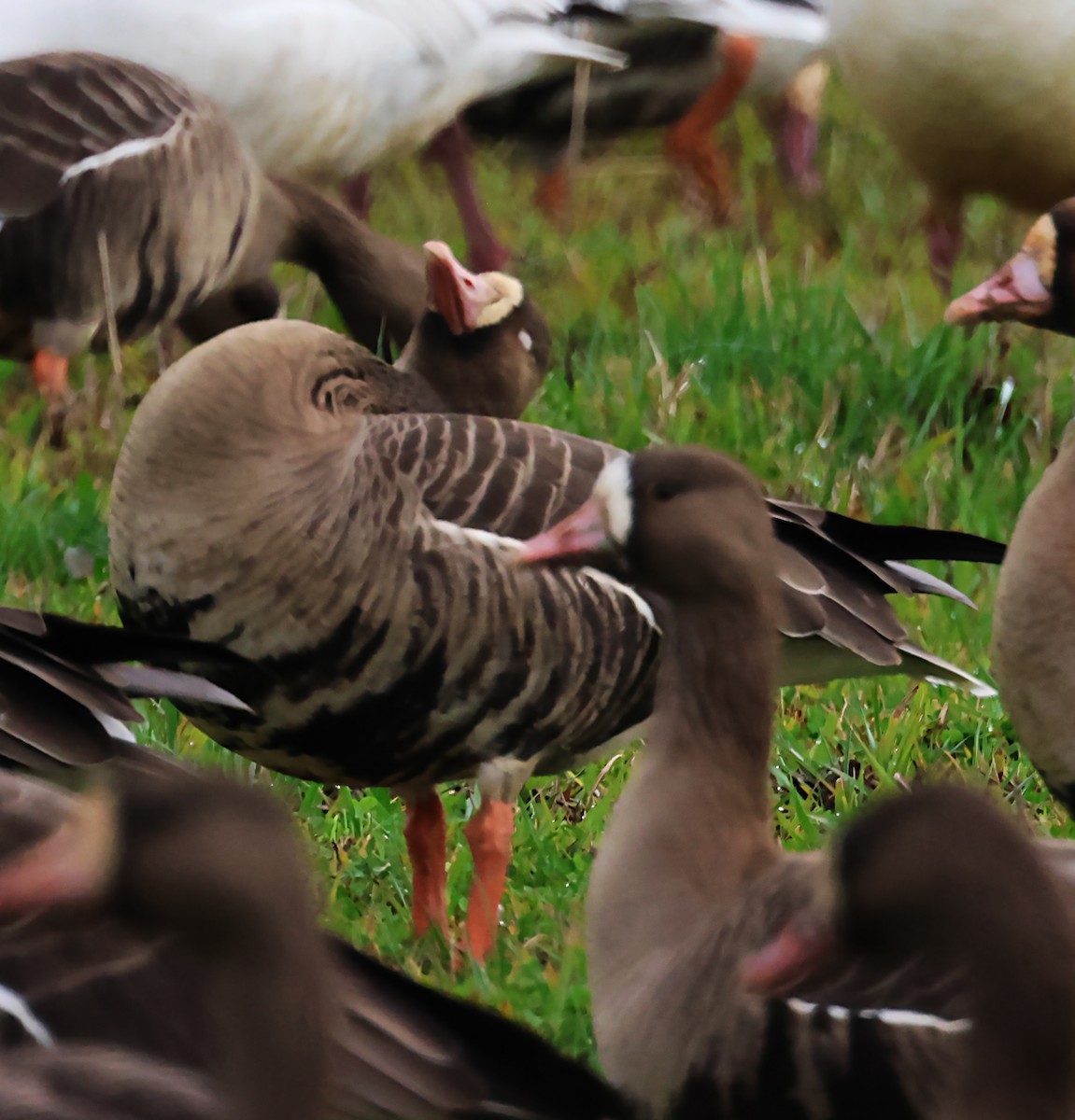 Greater White-fronted Goose - ML620118313