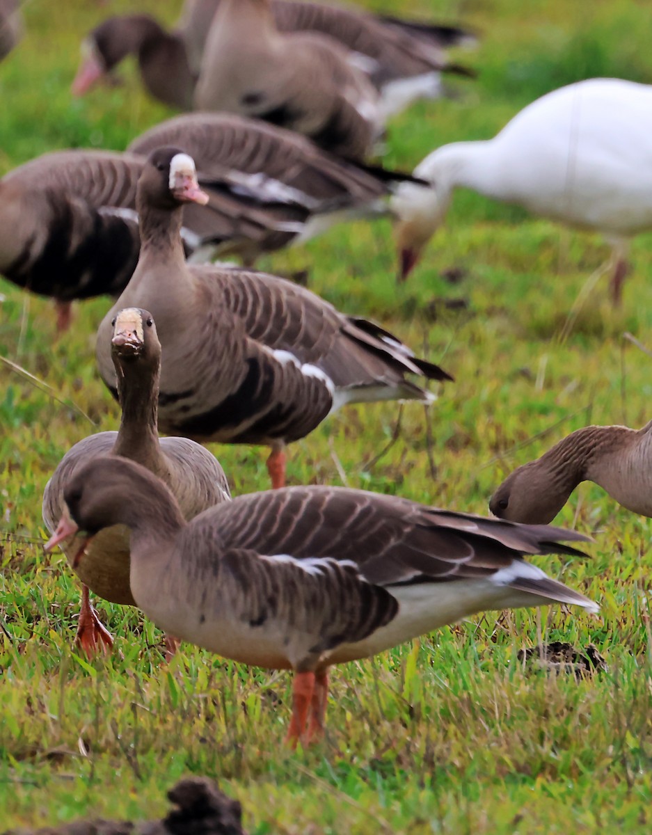 Greater White-fronted Goose - ML620118325
