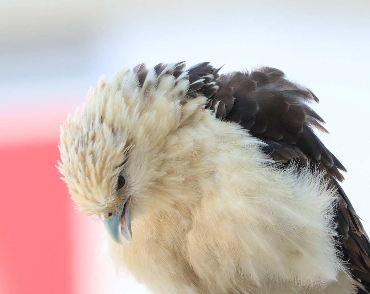 Caracara Chimachima - ML620118332