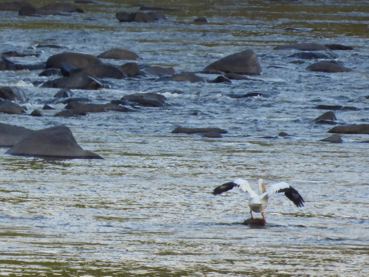 American White Pelican - ML620118337