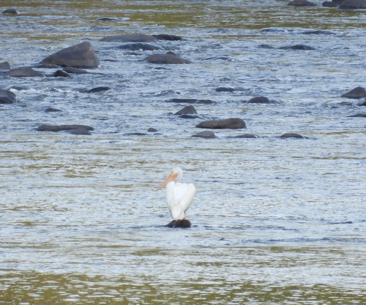 American White Pelican - ML620118340