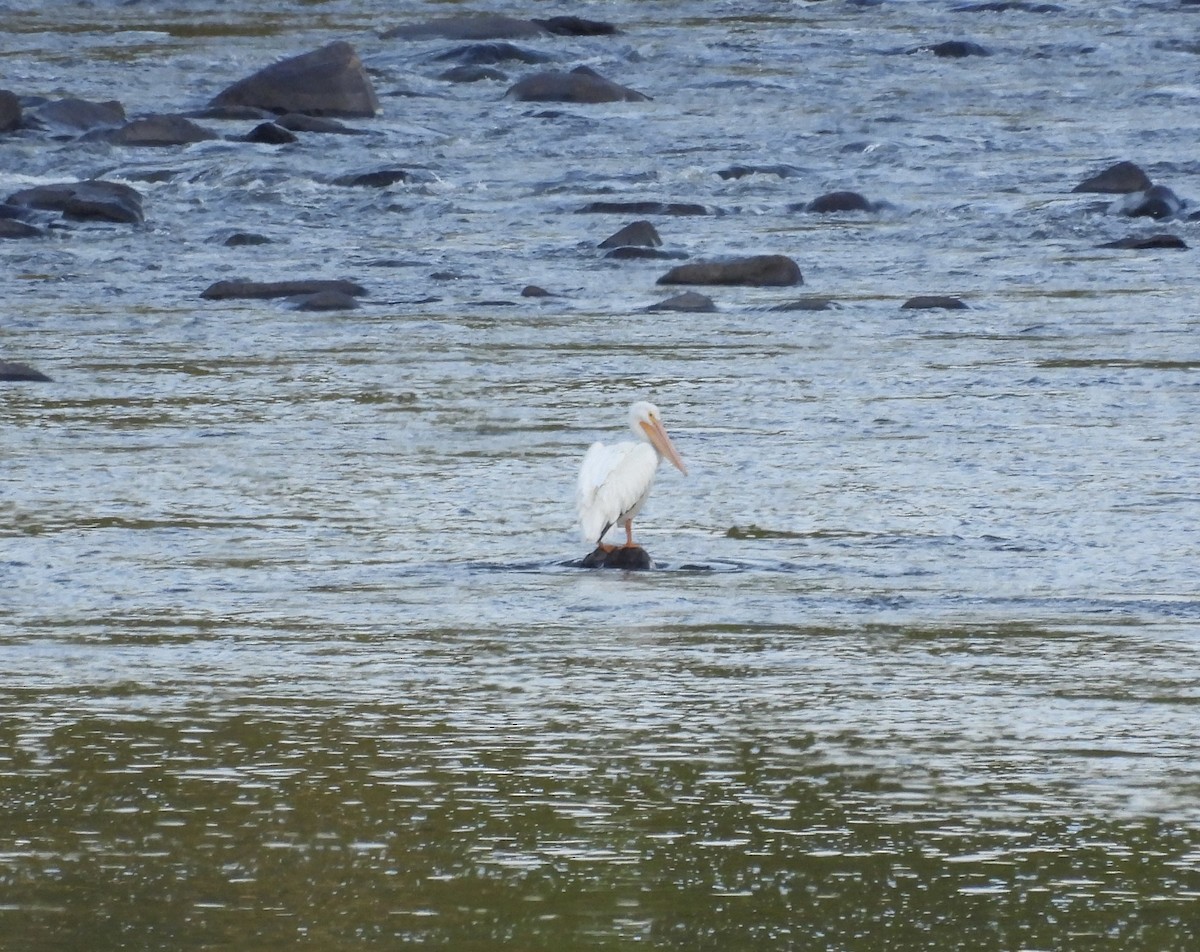American White Pelican - ML620118341