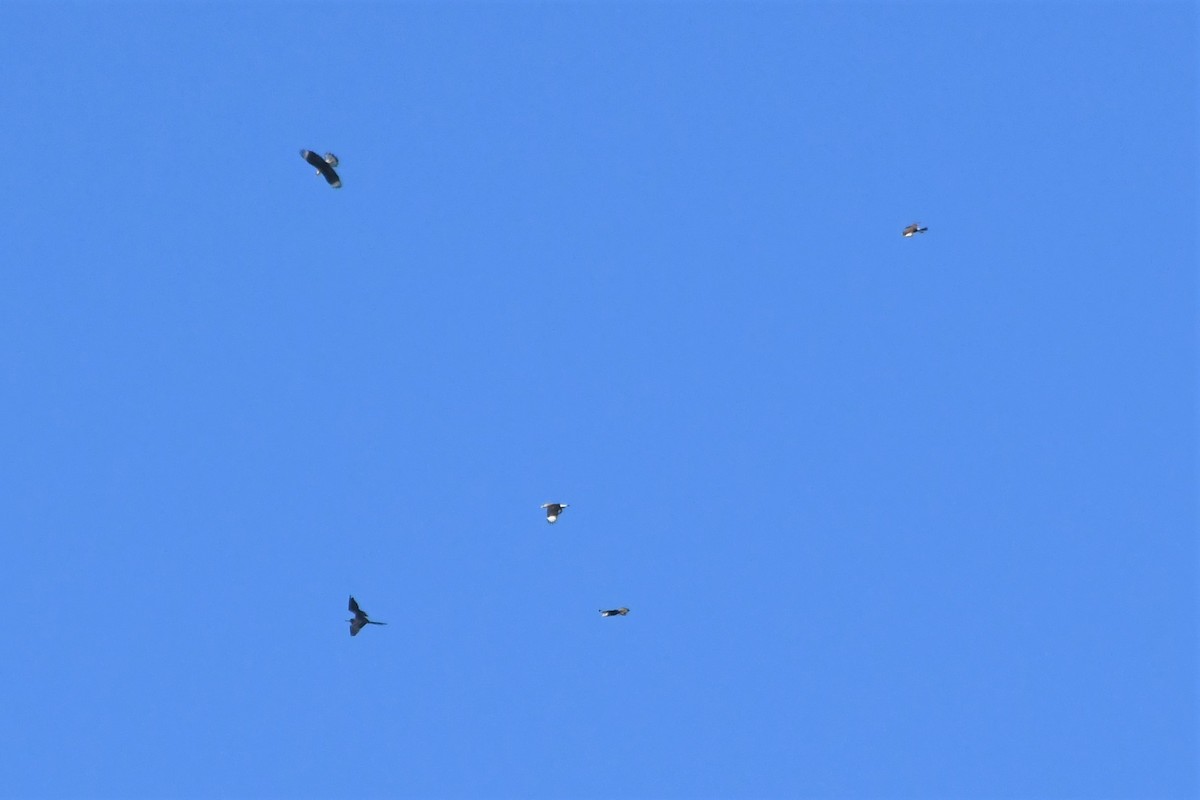 Crested Caracara (Southern) - ML620118349