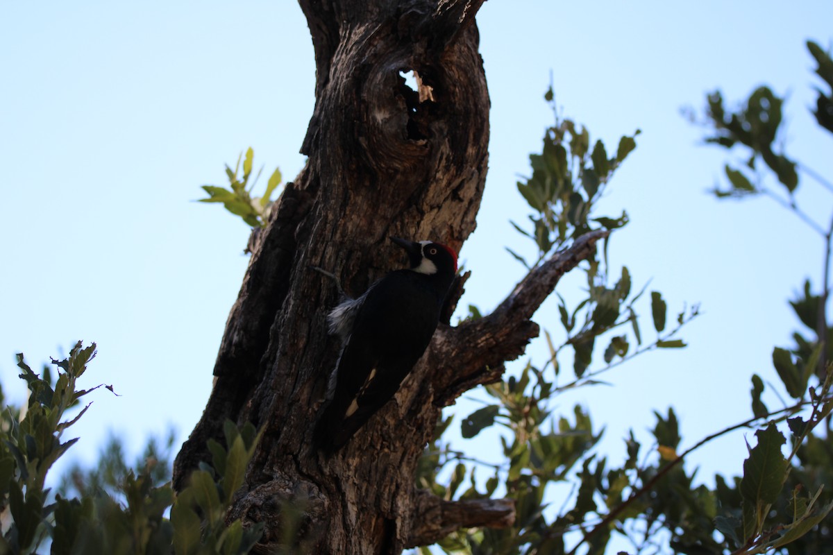 Acorn Woodpecker - ML620118367